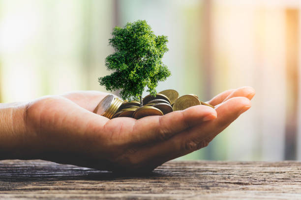 Human hands holding green small plant with coins for business and ecology concept. stock photo