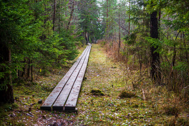 istock wooden plank footbridge pathway in winter under snow 1155451844