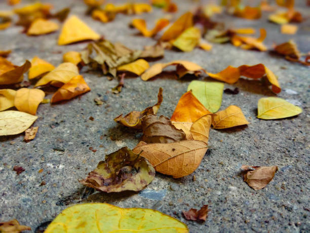 istock Leaves wilted in the spring 1155451894