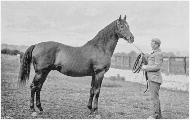 istock Antique vintage black and white photo: Racing horse 1155453566