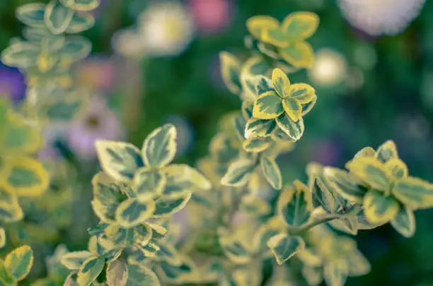 Branch of Euonymus fortunei spindle or Fortune's spindle, winter creeper or wintercreeper , variegated cultivar 'Emerald 'n' Gold' closeup in early spring