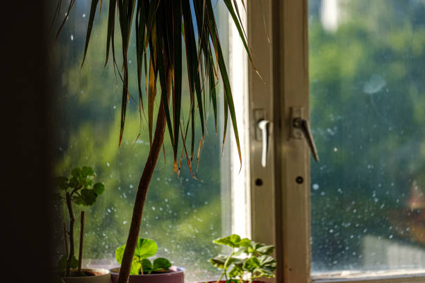 istock domestic plants inside apartment in bright white interior 1155453790