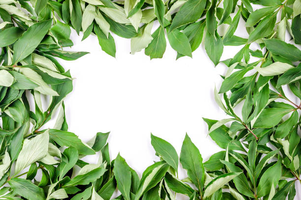 istock Frame made of green leaves branches 1155455341