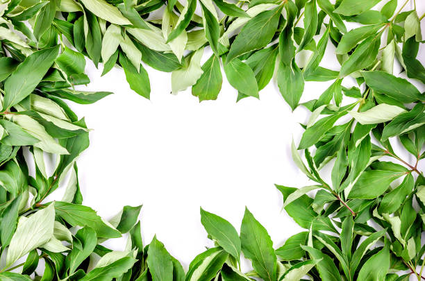 istock Frame made of green leaves branches 1155455402