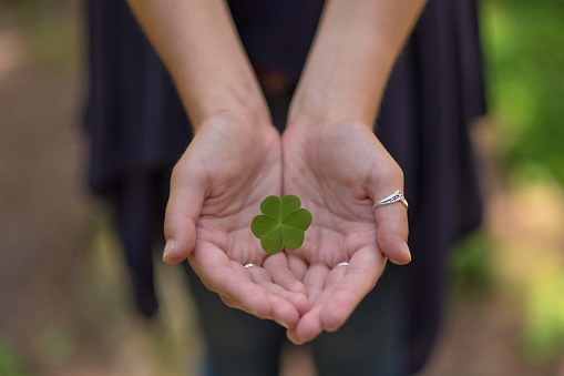 Hand holding green clover leaf sending to another hand. Blur nature background. Rim light. Little warm tone. Focus on clover leaf.