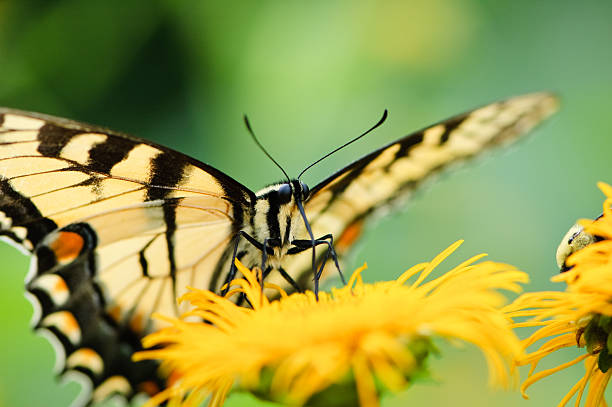 istock Tiger Swallowtail Butterfly sitting on a yellow flower 115545595