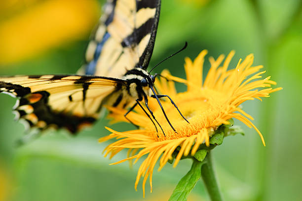 istock Tiger Swallowtail Butterfly sitting on a yellow flower 115545605