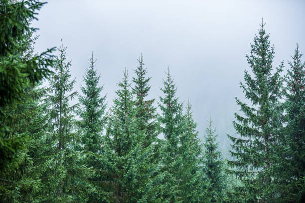 istock green foliage details with blur background 1155457659