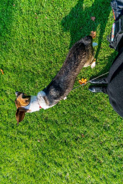 istock lucky dog playing and resting in nature 1155457693