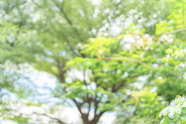 abstract blurred leaves in nature forest with sunny and bokeh light  at  public park horizontal background