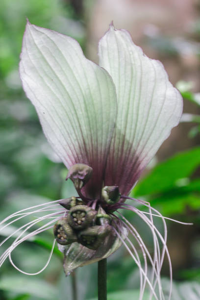 istock Tacca chantrieri Andre in nature. 1155459037