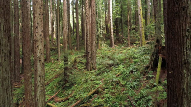The Redwoods forest near Arcata in Northern California, USA West Coast. Drone video with the camera flying forward between the trees.