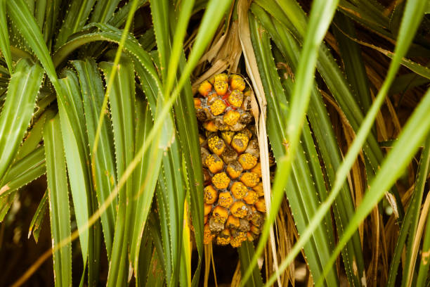 istock Yellow tropical fruit Pendan or Pendanus on a tree in leaves. Wild pineapple on a branch close up 1155459314