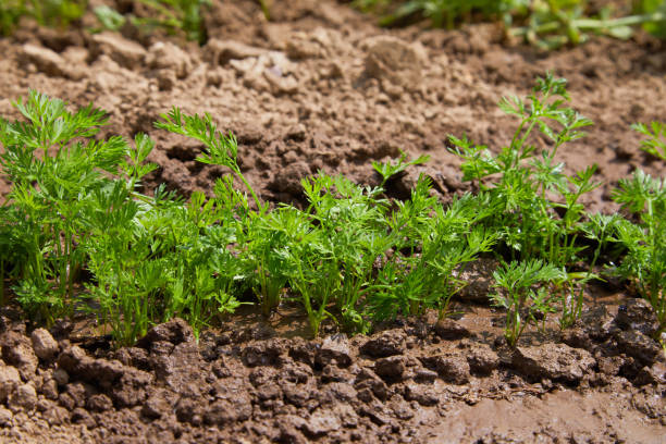 istock carrots in the garden 1155459540