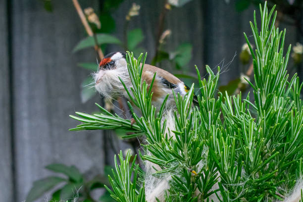 la fauna selvatica urbana come cardellino (carduelis carduelis) uccello selvatico raccoglie la muta di pelliccia di gatto scartata da un cespuglio di rosmarino - american goldfinch gold finch bird branch foto e immagini stock