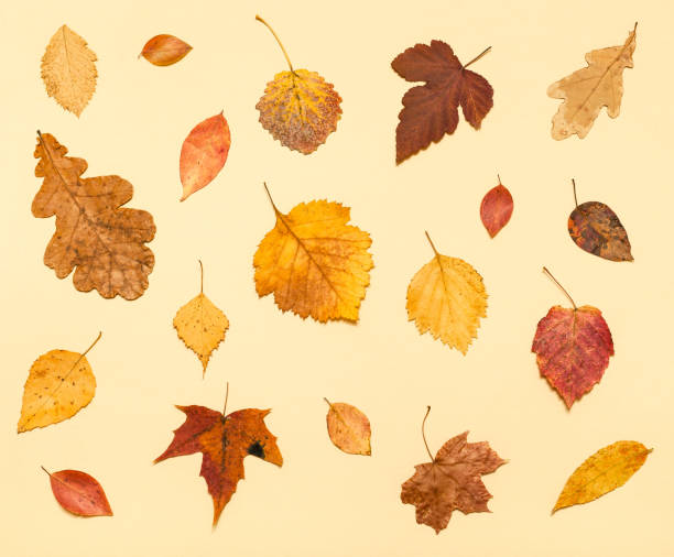 istock various dried autumn fallen leaves on light yellow 1155459597