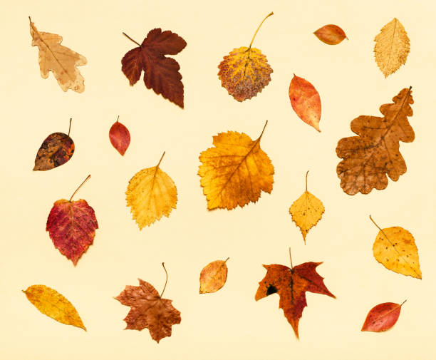 istock many dried autumn fallen leaves on light yellow 1155459602