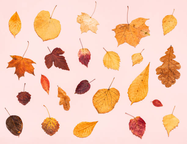 istock various dried autumn fallen leaves on light pink 1155459612