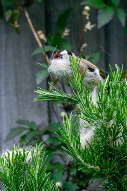 la fauna selvatica urbana come cardellino (carduelis carduelis) uccello selvatico raccoglie la muta di pelliccia di gatto scartata da un cespuglio di rosmarino - american goldfinch gold finch bird branch foto e immagini stock