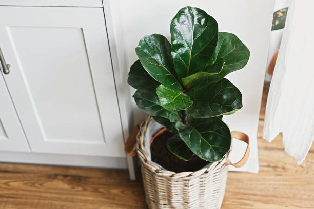 grand figuier de feuille de violon dans le pot moderne élégant près des meubles de cuisine. ficus lyrata feuilles, plante élégante sur le plancher en bois dans la cuisine. décor floral dans la maison moderne - fig leaf photos et images de collection