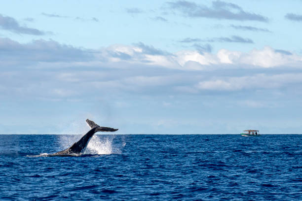 istock Humpback whale slapping tail in Moorea French Polynesia 1155461062