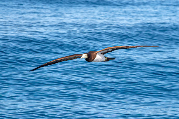 istock Brown booby Gannet in french polynesia pacific ocean 1155461142