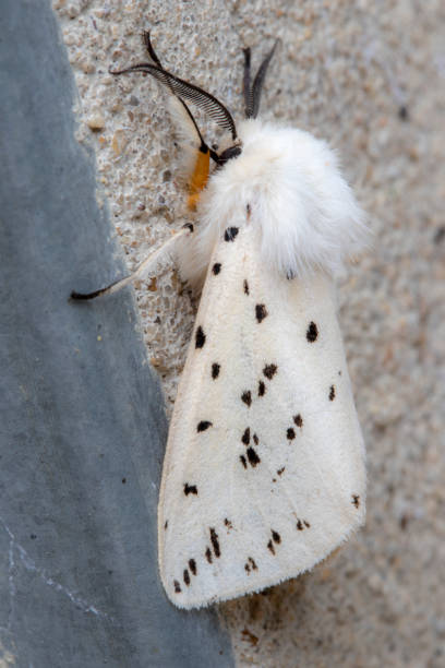 polilla de armiño blanco (spilosoma lubricipeda) - insect moth nature ermine moth fotografías e imágenes de stock