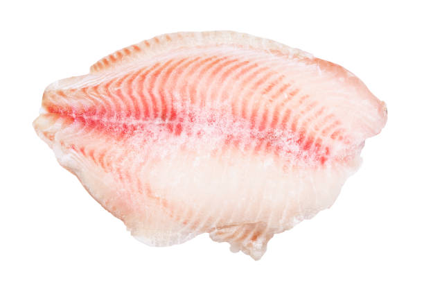 raw frozen fillet of ocean perch fish isolated - rockfish imagens e fotografias de stock