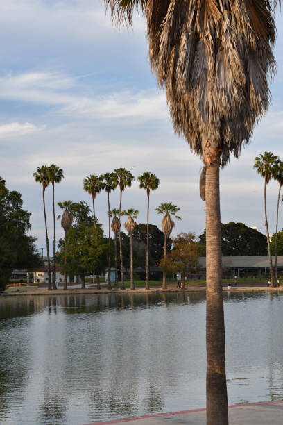 istock Park Lake with Palm Trees Vertical 1155462514