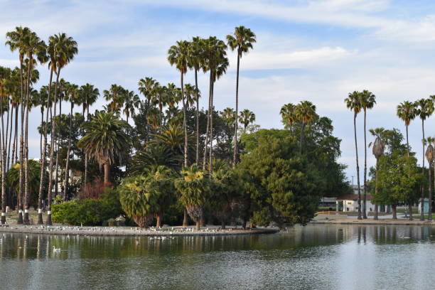 istock Park Lake with Palm Trees 1155462520