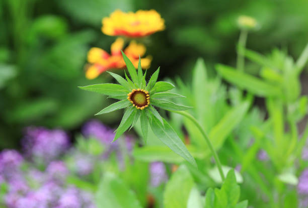 beautiful green flower in the meadow