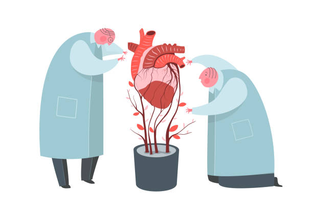 Artificial Heart Growing Flat Vector Illustration Stock Illustration -  Download Image Now - Heart - Internal Organ, Internal Organ, Anatomy -  iStock