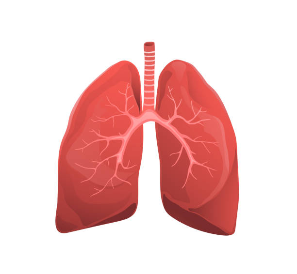 ilustraciones, imágenes clip art, dibujos animados e iconos de stock de los pulmones humanos ilustración de vector plano - human lung