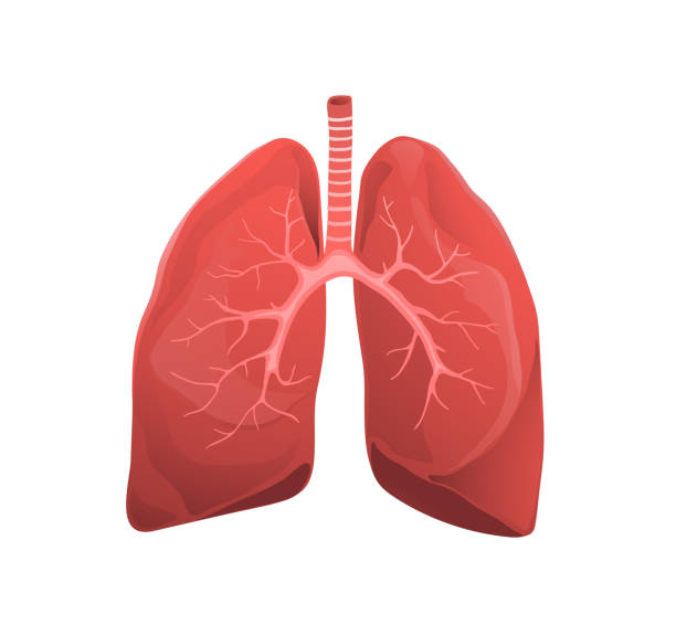 Human lungs flat vector illustration Internal organs anatomical model. Bronchi realistic illustration. Respiratory system function isolated clipart. Medicine and healthcare drawing. Anatomy and biology education. Medical studies lung stock illustrations