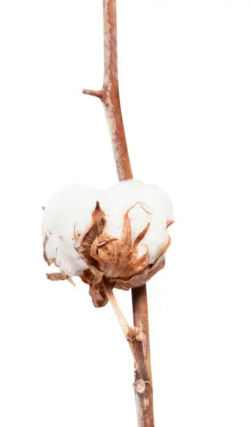 boll with cottonwool of cotton plant on branch isolated on white background