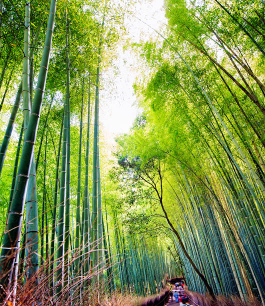 istock Arashiyama bamboo forest Kyoto Japan looking up tilted pov 1155466112