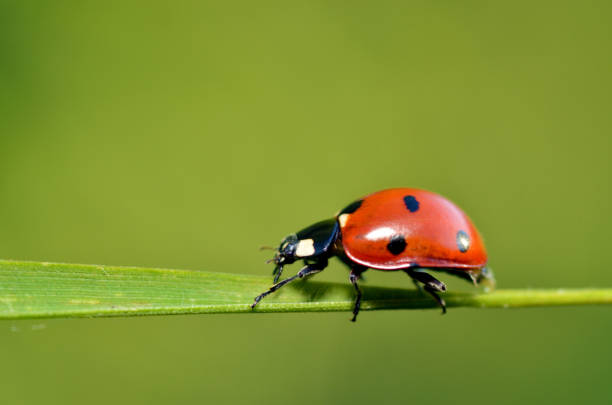 istock Ladybug on the plant flower. 1155467473