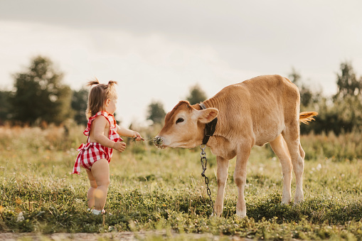 The little girl feeds the cow with flowers. Summer meadow, sunny day, beautiful village picture with a cute animal. Summer vacation concept, recreation in the countryside, nature beauty, gardening, fun and ecotourism. Selective focus.