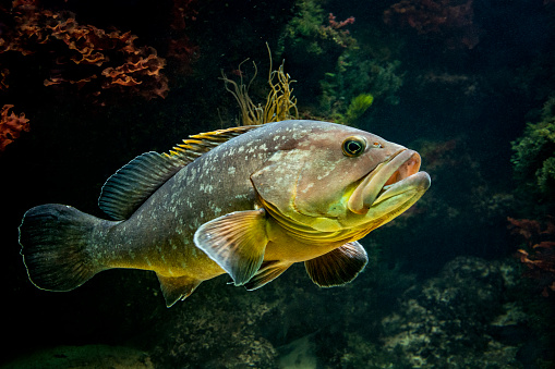Close-up of Dusky Grouper at the entrance to a cave at the bottom of the sea - big catch for every fisherman.