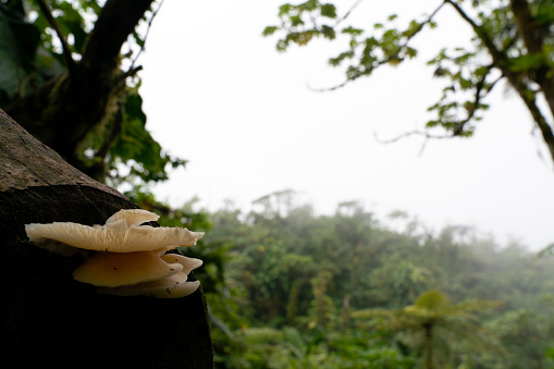 Netherlands Antilles, Saba, 2019. A mushroom grows on a tree stump, with rain forest in the background.