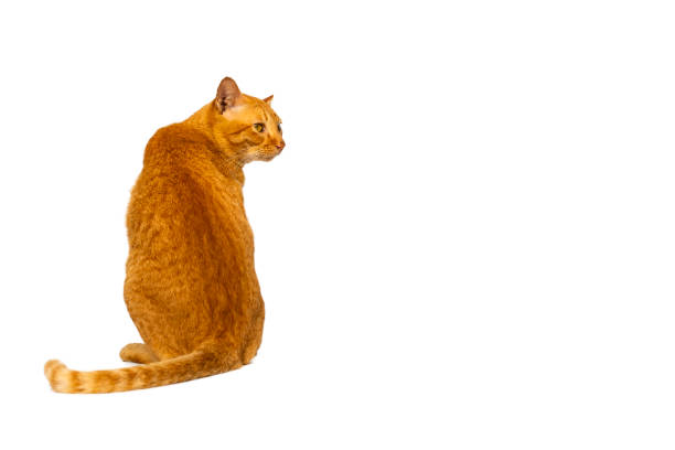 istock Beautiful  and smart orange young cat  or tabby sit back on white background with clipping path 1155470366