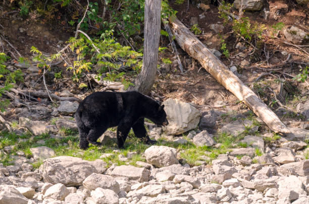 istock brown bear on the banks of the Blue River 1155471122