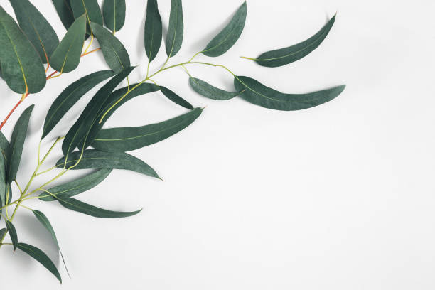istock Eucalyptus leaves on white background. Pattern made of eucalyptus branches. Flat lay, top view, copy space 1155472161