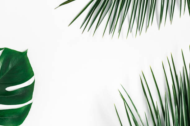 istock Summer composition. Tropical palm leaves on white background. Summer concept. Flat lay, top view, copy space 1155473247