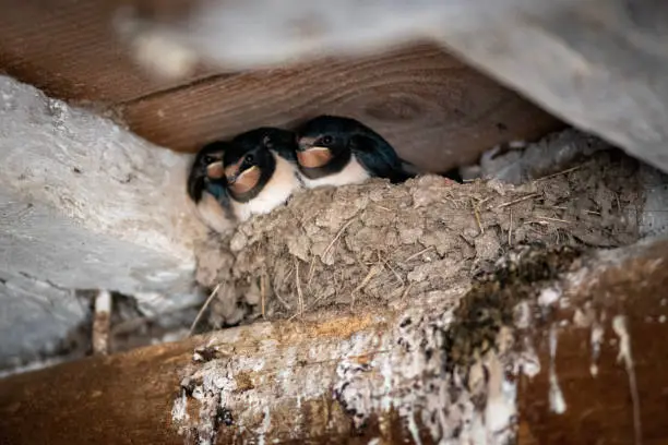 Young Swallows in the Roof Beams