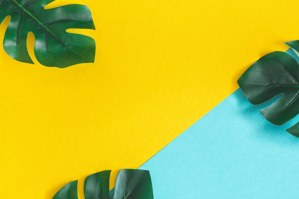 Summer composition. Monstera leaves on colorful background. Summer concept. Flat lay, top view, copy space