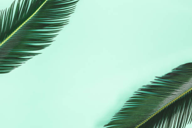 istock Summer composition. Palm leaves on mint background. Summer concept. Flat lay, top view, copy space 1155473815