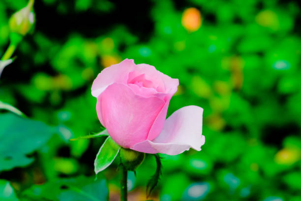 istock blooming rose petals in close-up 1155476821