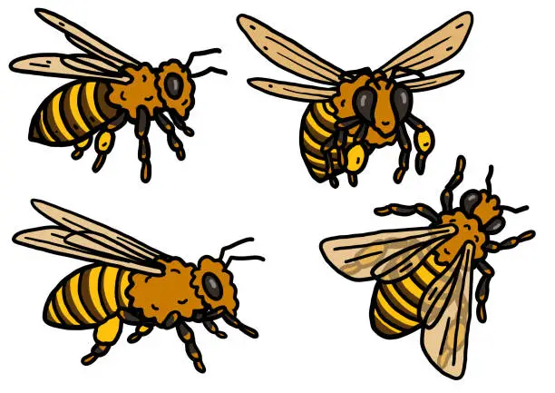 Vector illustration of Bee illustration, doodle, sketch, drawing, vector