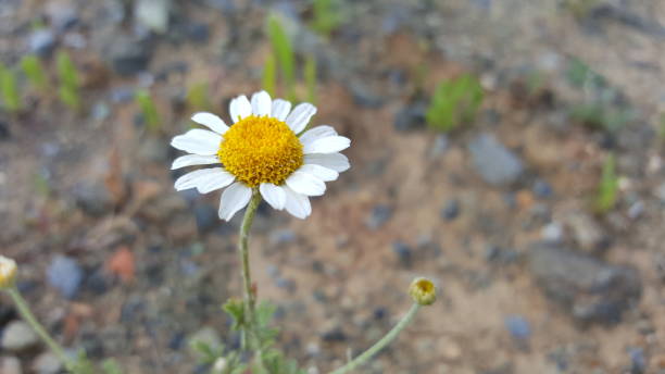 istock daisy flower garden daisies 1155479201